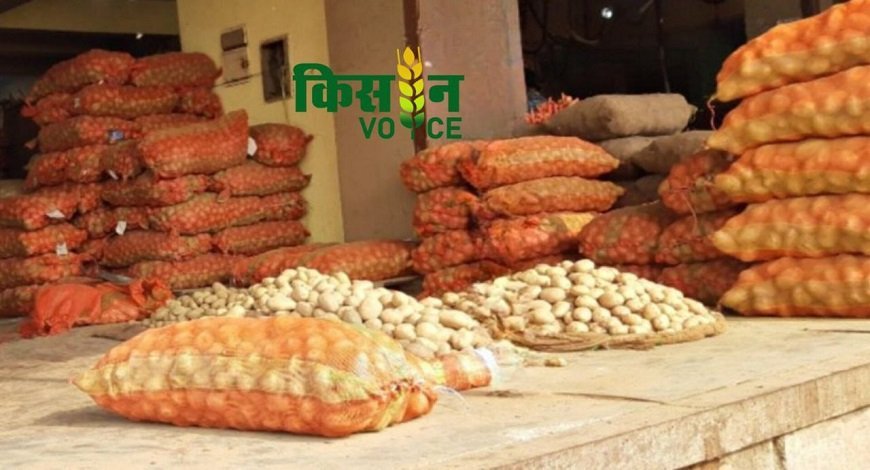 Rain in UP delayed potato sowing, this will be the effect on production and rate